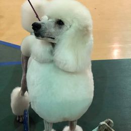 Poodle All Grown Up from Keri Standard and Miniature Poodles
