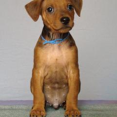 German Pinscher Puppies from LinDee Kennel