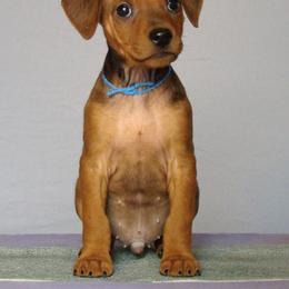 German Pinscher Puppies from LinDee Kennel
