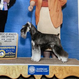 Noah - Miniature Schnauzer