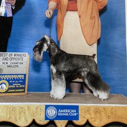 Noah - Miniature Schnauzer