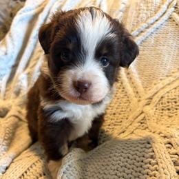 Murphy - Red tri male Toy Australian Shepherd puppy in Union Grove, North Carolina from Grove Farm
