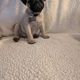 Pug Puppies from Lisa's Pugalicious Pugs