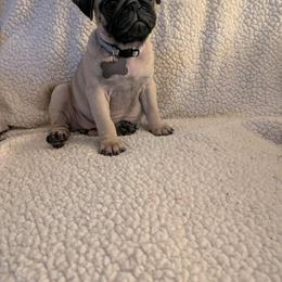 Pug Puppies from Lisa's Pugalicious Pugs