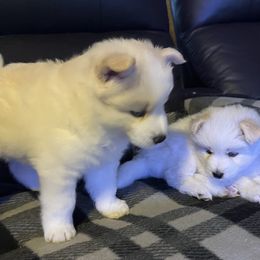 Pomsky Puppies from JadesPomskyResort