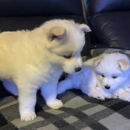 Pomsky Puppies from JadesPomskyResort