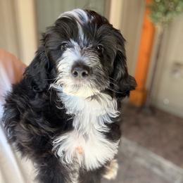 Pandora - Black and white female Sheepadoodle puppy in Roseburg, Oregon from Sharon’s Sheepadoodle’s
