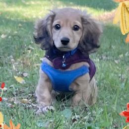 Dachshunds from Eastern Juniper Dachshunds