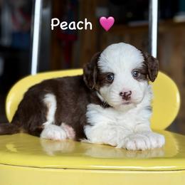 Peach - Red tri-color female Aussiedoodle puppy in Lancaster, Minnesota from Finney Ranch
