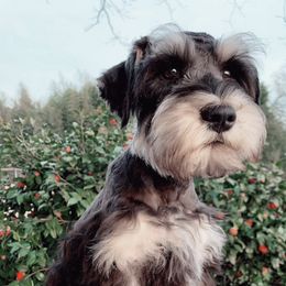 Miniature Schnauzers from Heather’s Schnauzers