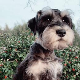 Miniature Schnauzers from Heather’s Schnauzers