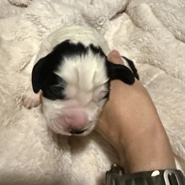 Clover - White and black English Springer Spaniel puppy in Westfield, Wisconsin from Heeling Springs at Sandy Ridge