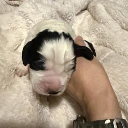 Clover - White and black English Springer Spaniel puppy in Westfield, Wisconsin from Heeling Springs at Sandy Ridge