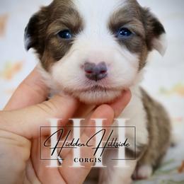 Bluie Sable Fluff Boy With Tail - Blue male Pembroke Welsh Corgi puppy in Locust Grove, Oklahoma from Hidden Hillsides Corgis