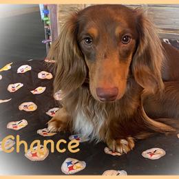 Dachshund Puppies from The Wienery