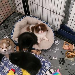 Pomeranian Puppies from Argetsinger Poms