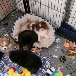 Pomeranian Puppies from Argetsinger Poms