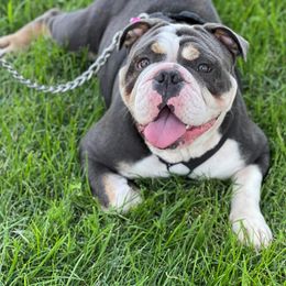 Bulldogs from FlawlessValleyBulldogs