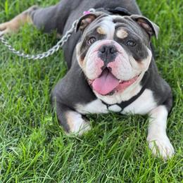 Bulldogs from FlawlessValleyBulldogs