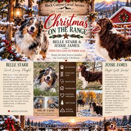 Australian Shepherd puppies from Black Canyon Corral Aussies