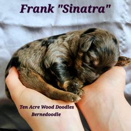 Frank SINATRA - Merle female Bernedoodle puppy in Pollock Pines, California from Ten Acre Wood Doodles