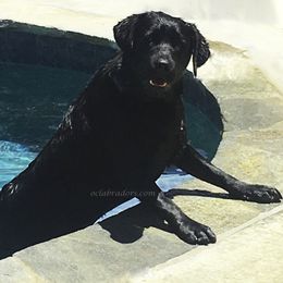 Labrador Retriever All Grown Up from OC Labradors