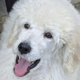 Poodle puppies from Standard Hearts