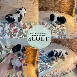 Scout - Blue roan male Cockapoo puppy in Lafayette, Louisiana from Kinkade Kennels