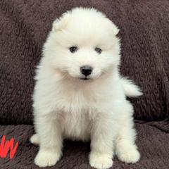 AKC boy 'Puff' - White male Samoyed puppy in Tombstone, Arizona from High Lonesome