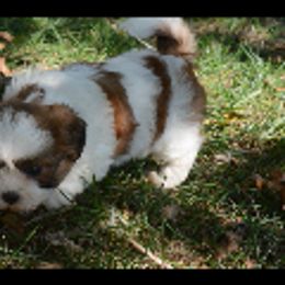 Ellie - Brown and white female Shichon puppy in Moulton, Iowa from Shondel Puppy Paws