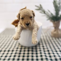 Goldendoodle Puppies from Proctor’s Petite Goldendoodles