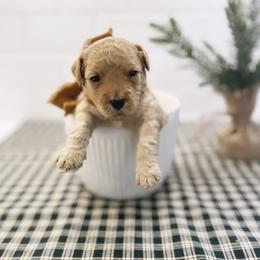 Goldendoodle Puppies from Proctor’s Petite Goldendoodles