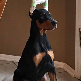 Doberman Pinschers from Jennifer DePietro's Doberman Pinschers