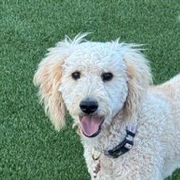 Goldendoodles and Yorkshire Terriers from Tselani Doodles