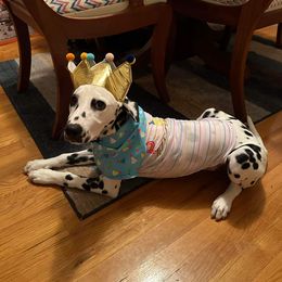 Basset Hound and Dalmatian Puppies from Lazy B Bassets and Dalmatians