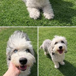 Juniper - Bernedoodle