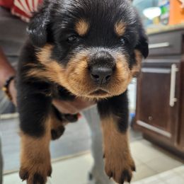 Green Boy - Rottweiler puppy in Chesapeake, Virginia from Von Haus Wilkerson Rottweilers