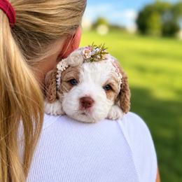 Plum collar - Pixi - Buff and white female Cockapoo puppy in Mt Bethel, Pennsylvania from Stasia’s Cutiepoos