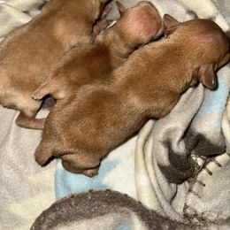 Clarabelle - Red female Miniature Pinscher puppy in Staunton, Virginia from Little L’s Magical Min Pins