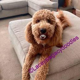 Sammy - Goldendoodle