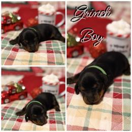 Grinchy - Black and tan male Dachshund puppy in Queen Creek, Arizona from Wigglebutts Miniature Dachshund Az