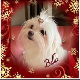 Maltese Puppies from Alpine Meadow Maltese