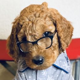 Goldendoodles from Doodlealltheway