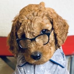 Goldendoodles from Doodlealltheway