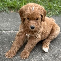 Theodore - Apricot male Goldendoodle puppy in Richlands, North Carolina from Poodlesndoodles