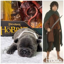 Frodo Baggins - Blue male French Bulldog puppy in Denver, Colorado from Mecham Family kennels -MechamFrenchies
