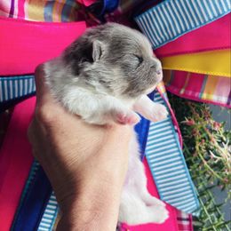 Blu tri girl - Blue and tan female Pomeranian puppy in Fayetteville, North Carolina from Tar-heel Poms