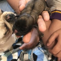 Girl 3 - Pug puppy in Deer River, Minnesota from Mother Mule Kennels