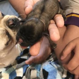 Girl 3 - Pug puppy in Deer River, Minnesota from Mother Mule Kennels