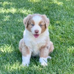 Flame - Red merle male Australian Shepherd puppy in California from Eagle River Aussies